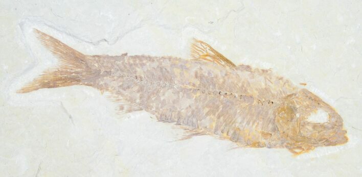 Knightia Fossil Fish - Wyoming #7548